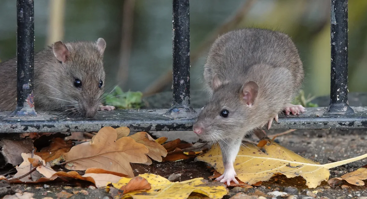 7 LesserKnown Facts About Rats Rentokil